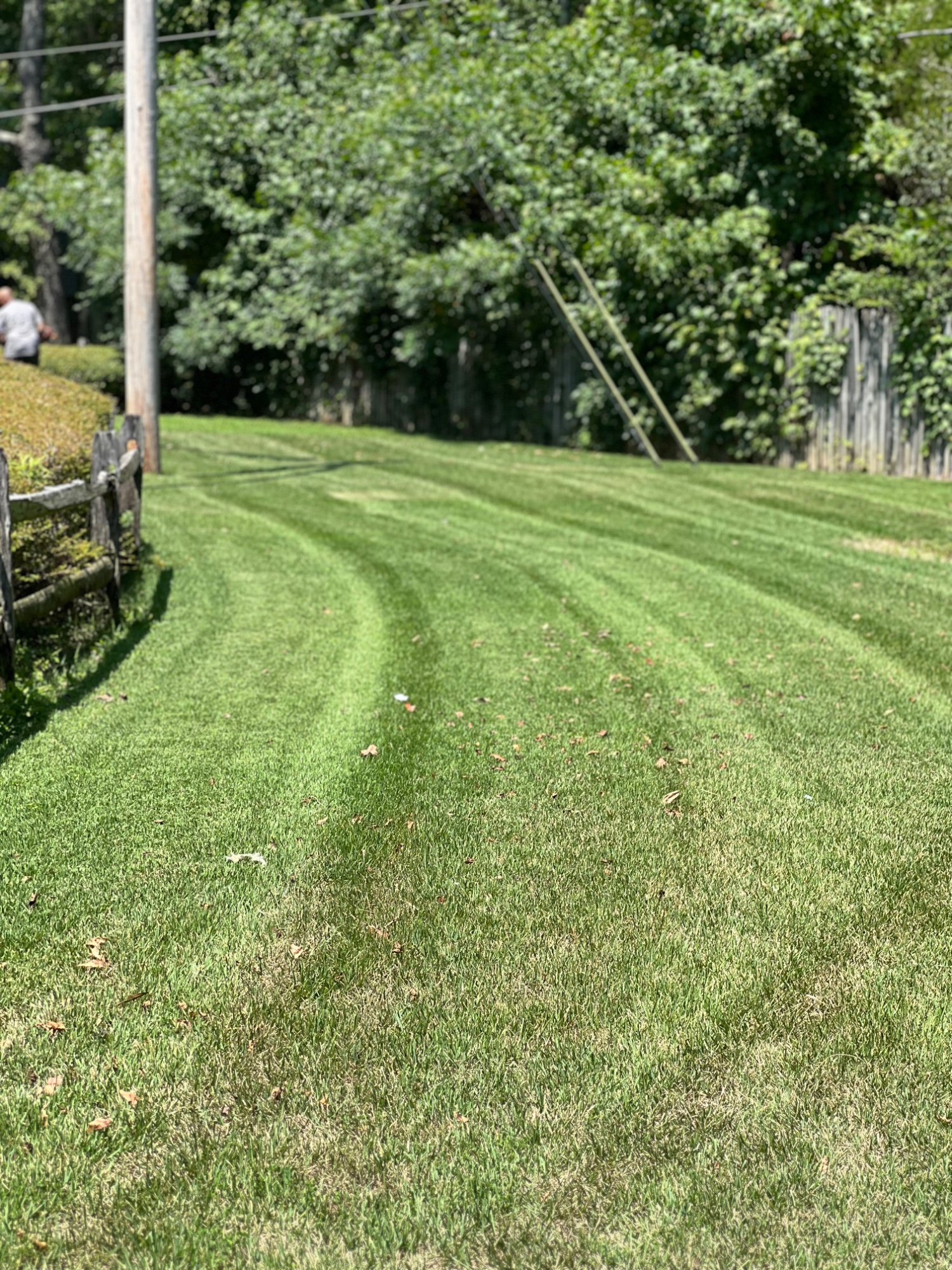 Regular lawn service (cut, trimming, edging, and blowing)