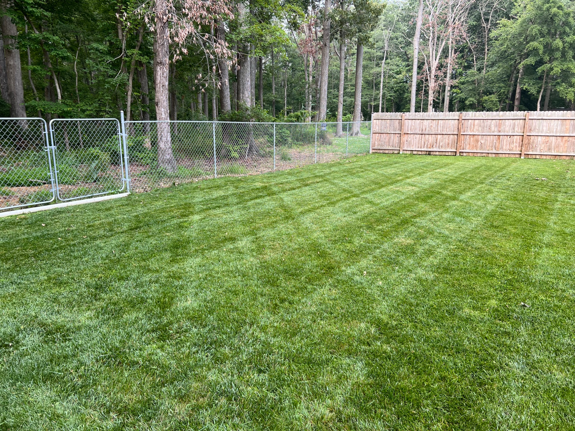 Regular lawn service (cut, trimming, edging, and blowing)